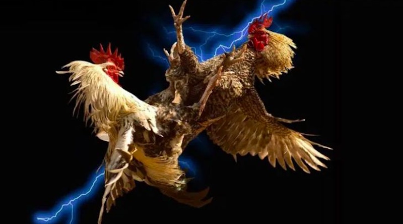 Tỷ lệ cược Meron – Wala tại sới Thomo