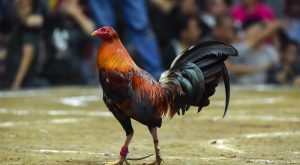 Các dòng gà Mỹ ngày càng phát triển, mang lại hiệu quả chiến đấu vượt trội trên sới gà