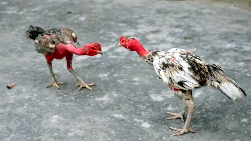 Cách nuôi gà chơi C1 trong việc chọn chuồng nuôi