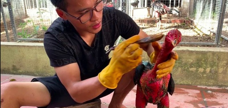 Các bước vào nghệ đúng cách cho gà đòn - Vào nghệ cho gà đòn