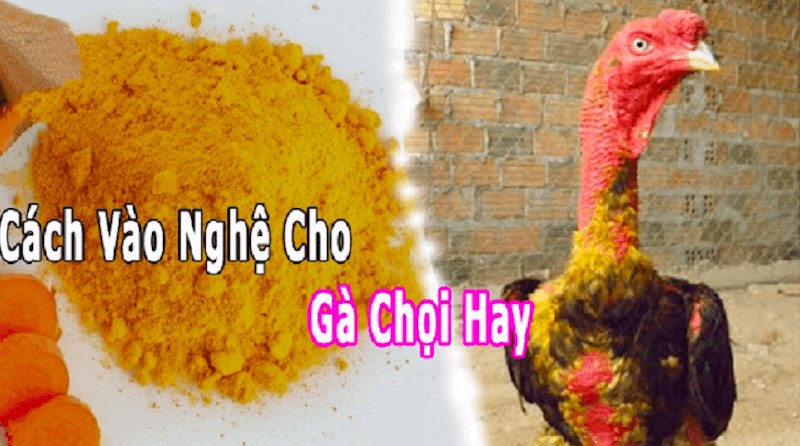 Gà phơi nắng nhẹ sau khi vào nghệ giúp da săn chắc hơn