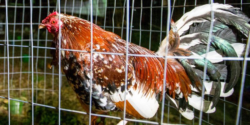 Gà đang xổ trường cắt lông cổ chuẩn bị giải