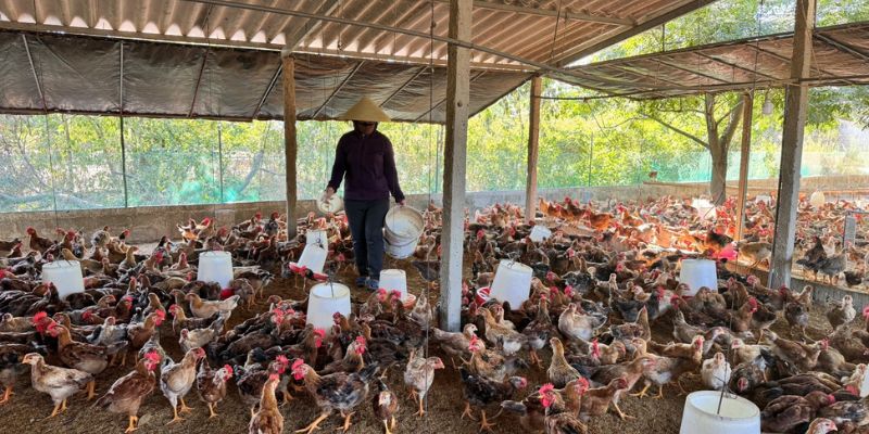 Khu phức hợp đá gà nghỉ dưỡng doanh thu tiền tỷ