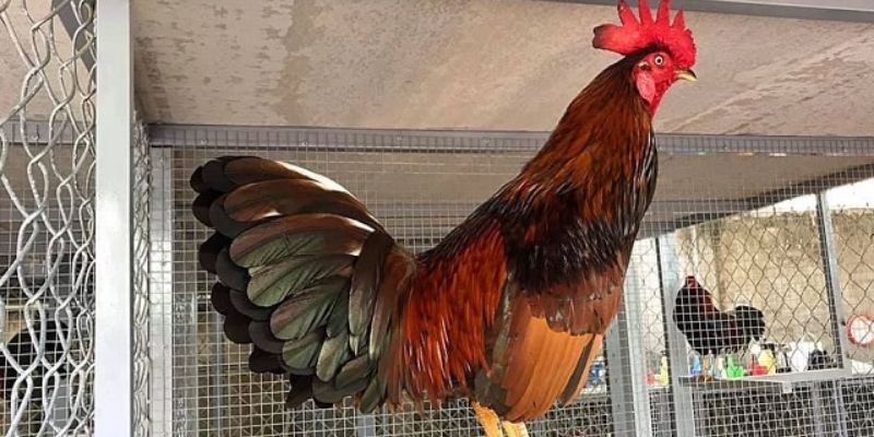 Kinh nghiệm nuôi gà Mỹ chuẩn sư kê