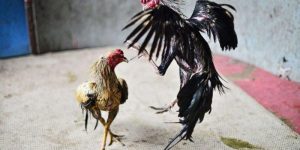 Ngày Gà Đá – Chọn Ngày Đại Thắng Chuẩn 100% Tại Jun88