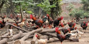 Nuôi Gà Đá Thả Vườn Chuẩn Nhất Từ Chuyên Gia Tại Jun88