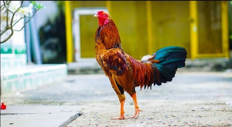 Cách nuôi gà đá không bị hốc – quy trình tối ưu